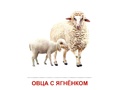 Демонстрационные картинки СУПЕР. Домашние животные (16 шт.) в папке