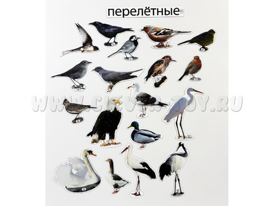 Набор магнитных карточек Перелётные птицы (к плакату Птицы, тема 4)